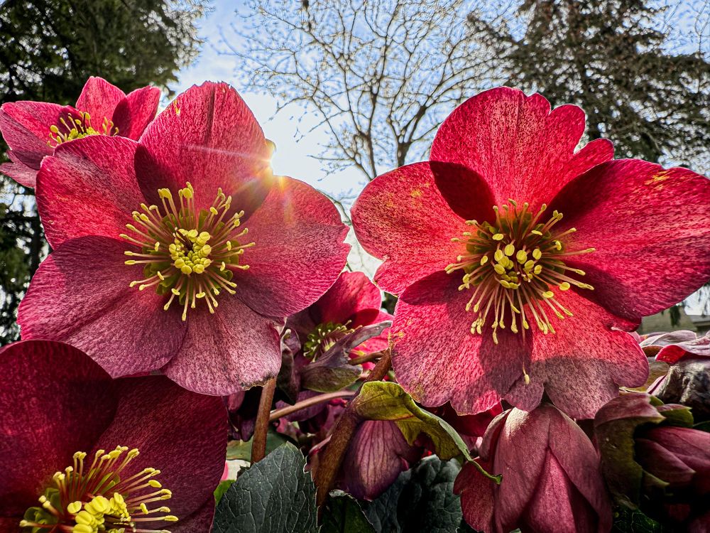 The photo shows luminous flowers with five red petals each and yellow centers. There is a pale ray of sun shining from behind one of the flowers. Photographed by Suzanna Beers on February 21, 2025. 