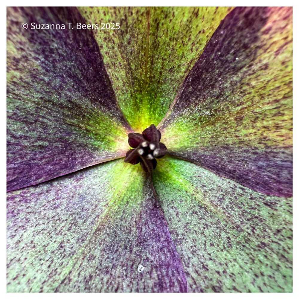 Up close photo of the center of a purple and green hellebore flower. There is a white frame and a copyright for Suzanna T Beers 2025
