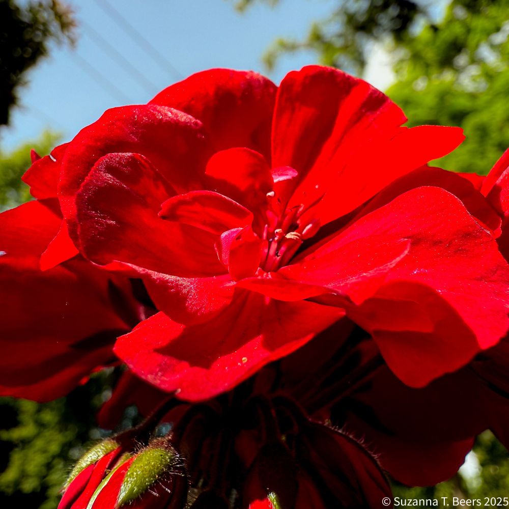 geranium (vivid red)