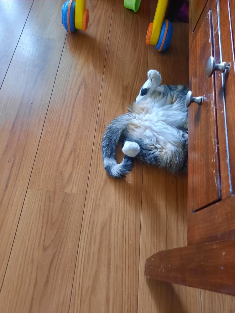Cat on her back halfway hidden under a table