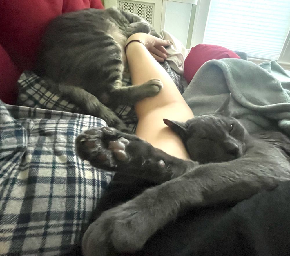 POV: I’m lying in bed, my arm is stretched out. There is a gray cat snuggling up against me, his head is on my arm. A second, tabby gray cat is laying on his side on a pillow nearby, my hand is against his belly and head. Both kitties look blissed out. 