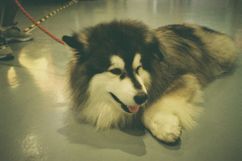 a siberian husky-looking fluffy big dog