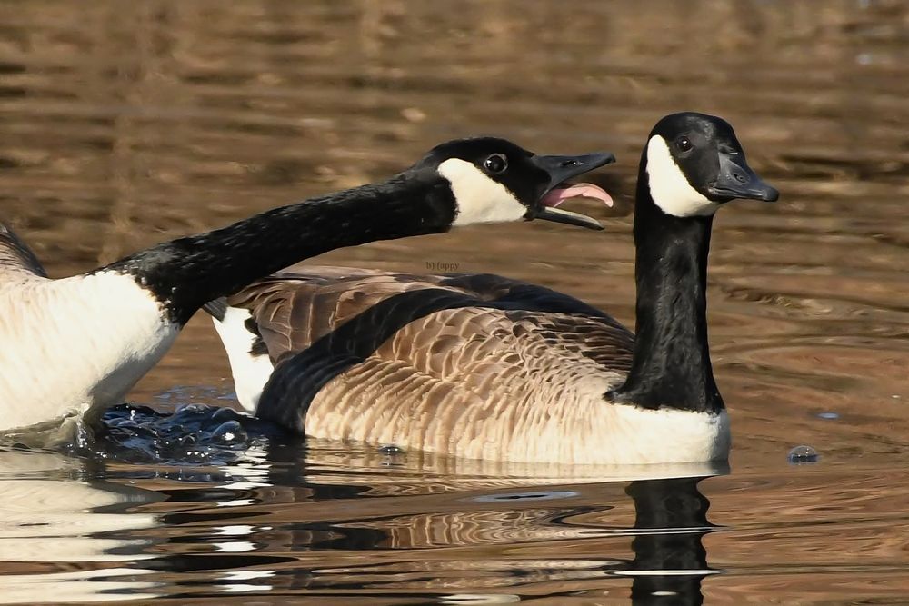 Two Canadian geese. One is seemingly honking in the others face. The one being honked at has a blank expression.