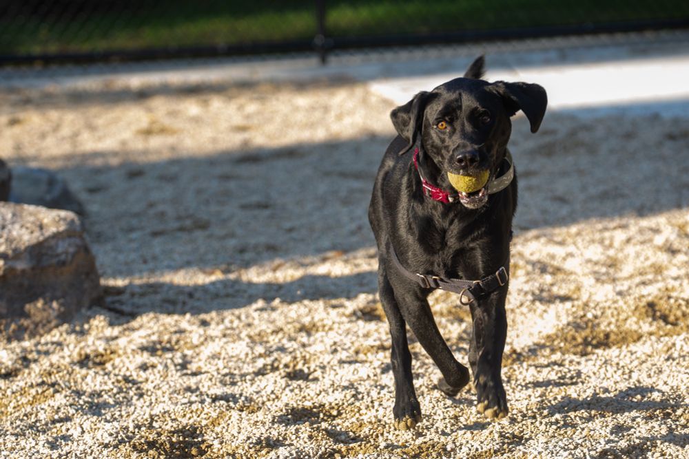 Black lab running with tennis ball in his mouth. The dog is absolutely beautiful with the sun glowing on him.