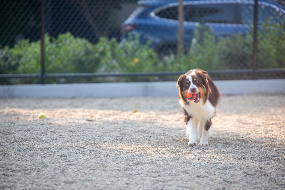 Australian Shepherd with orange rubber ball in their mouth, walking on pebbles in dog park. Black chainlink fence and shrubs in the background.