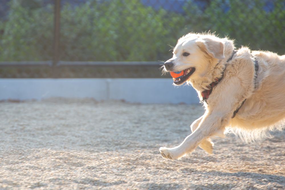Golden Retriever running with an orange rubber ball in their mouth. Black chainlink fence and shrubs in the background.