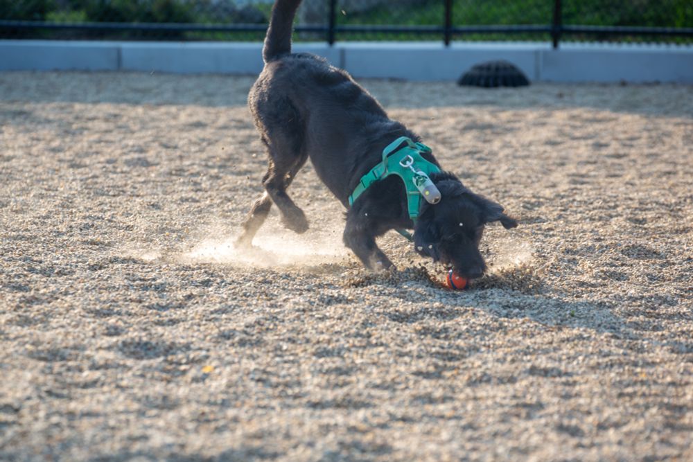 Black Golden Doodle pouncing on an orange rubber ball resting on the pebbles in dog park.