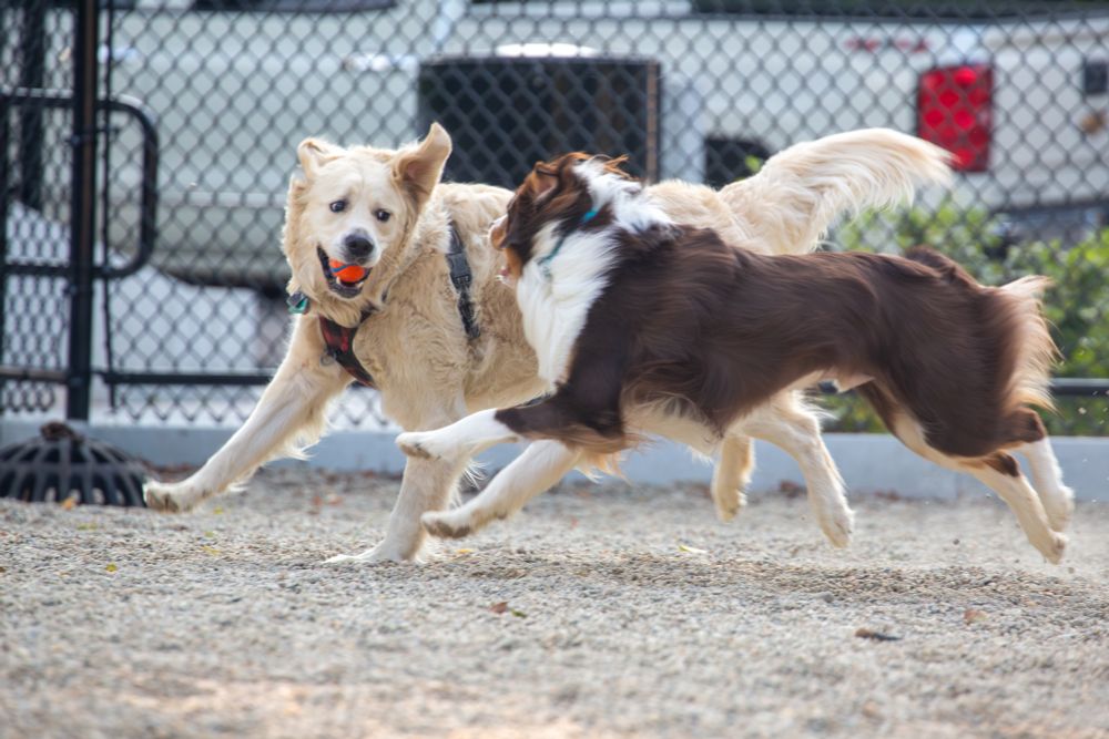 Australian Shepherd chasing Golden Retriever who has an orange rubber ball in their mouth. Black chainlink fence and white pickup truck in the background.