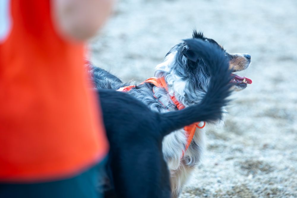 Dogs standing together in dog park.