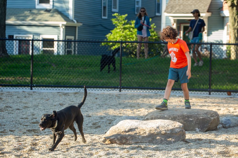10-year-old standing an rock in dog park. Black lab running in foreground 