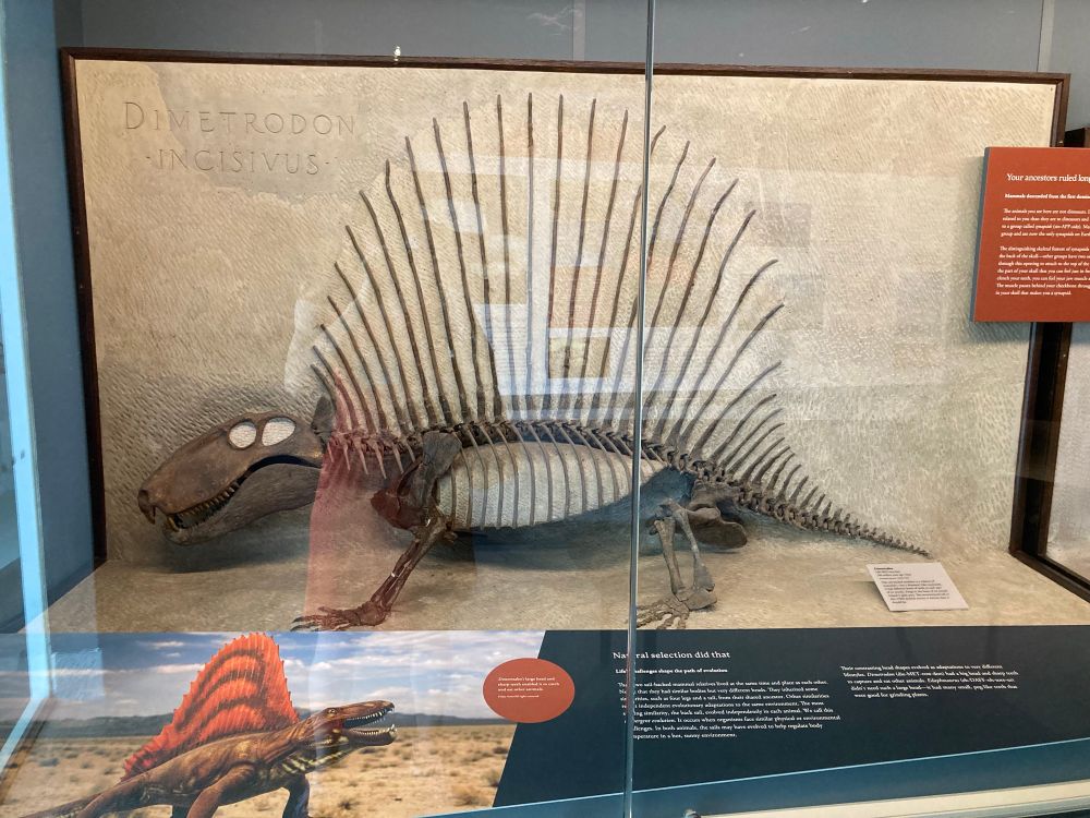 Dimetrodon skeleton 