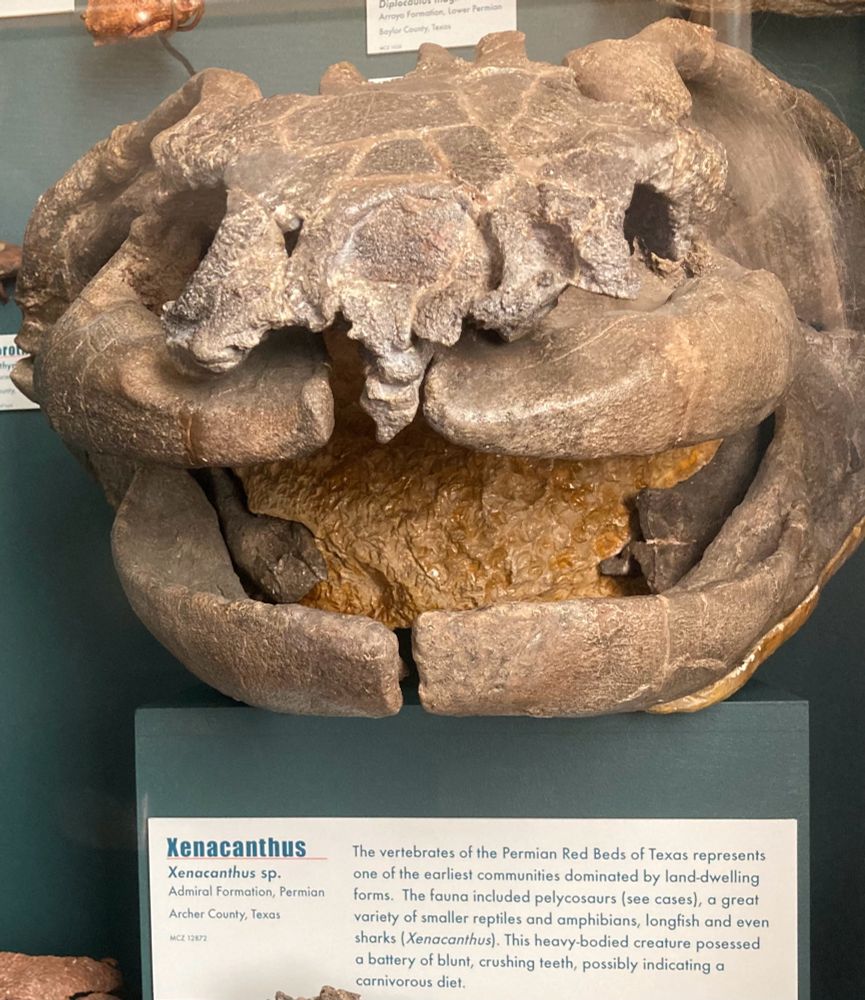 Brown skull of a weird shark-like thing, head-on, looking kind of like he’s smiling