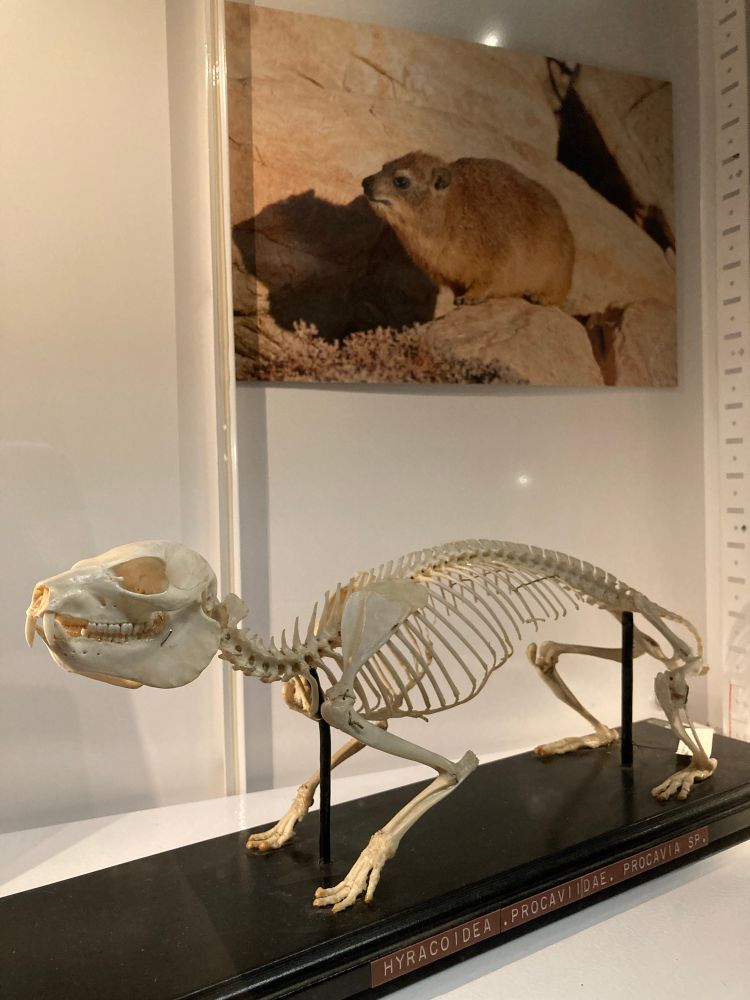 Mounted hyrax skeleton in front of a photo of a hyrax