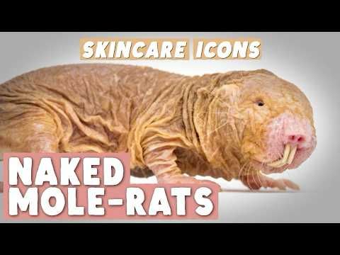 How Naked Mole-rats Defy Aging and Cancer