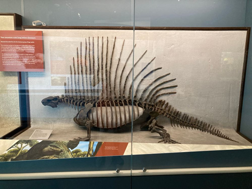 Edaphosaurus skeleton