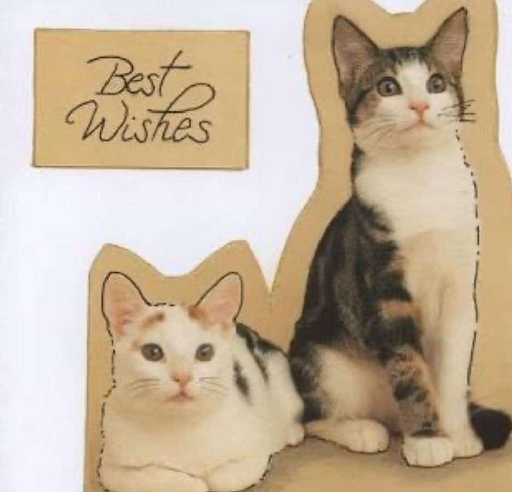 Best Wishes cats