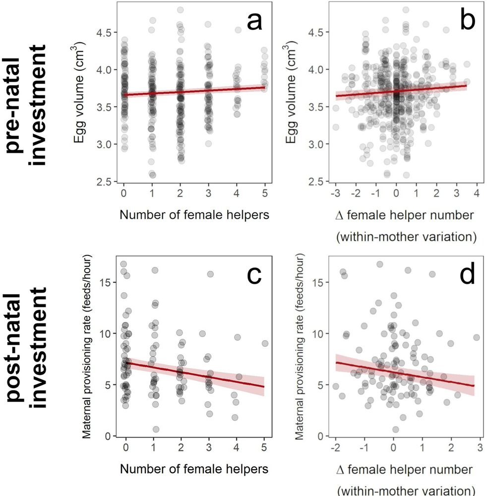 Maternal reaction norms to female helper numbers. With increasing female helper numbers, mothers increase their egg size but decrease their chick feeding rates.