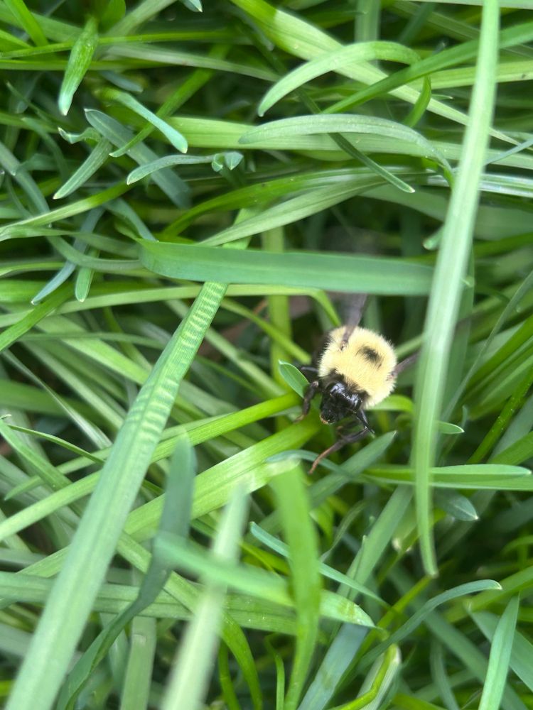 Bumblebee in the grass.