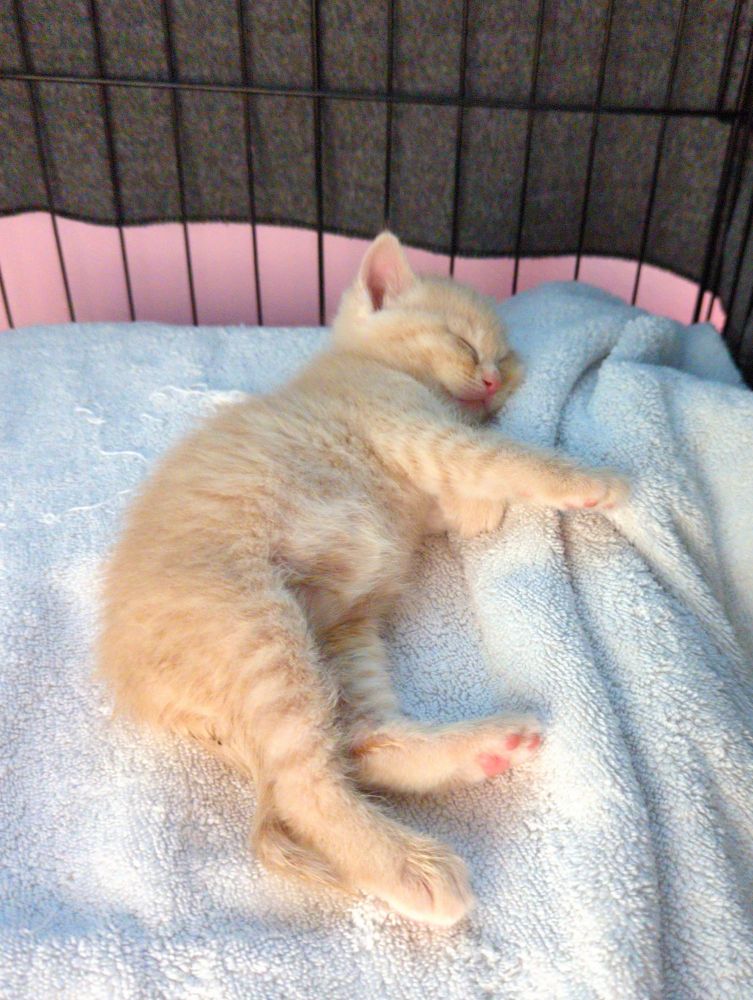 photo of an orange, month old kitten sleeping on a white towel.