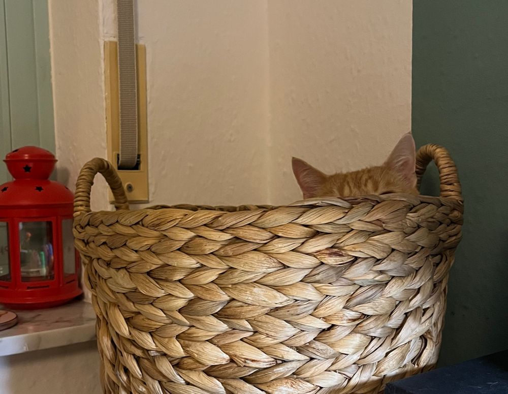 Ein Weidenkorb, aus dem Hemingways Ohren rausschauen.