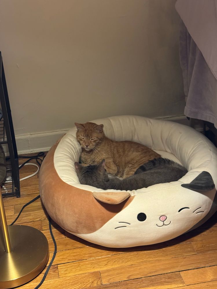 Chester & Sabrina cuddling on a cozy Caturday! 