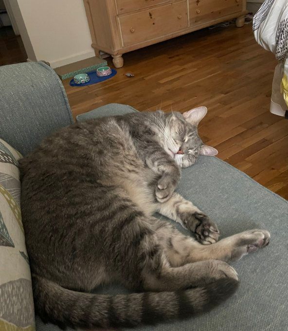 Sabrina Silver Tabby cat