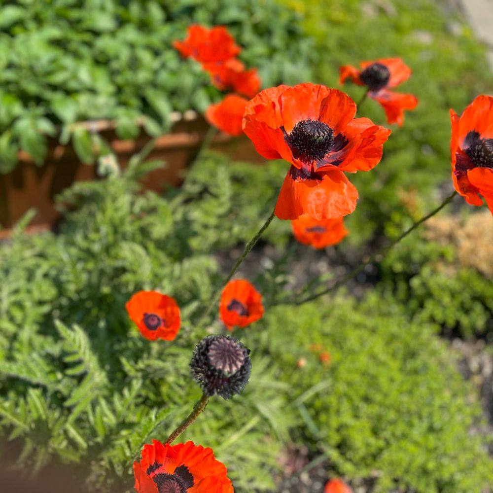 An array of huge-headed, multi-pedalled orangey-red Asiatic poppies against a soft background of green, feathery foliage, with a large copper trough of urban potatoes you can’t really see in the background, but which I wanted to tell you about regardless. 