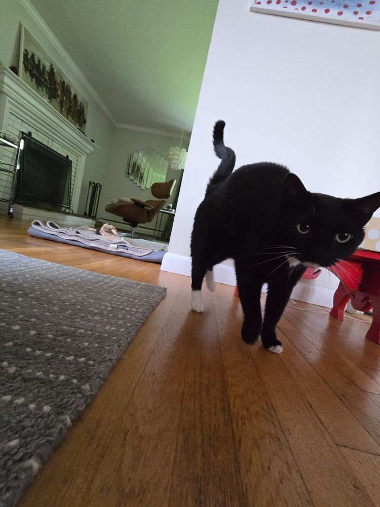 tuxedo cat sadie approaching the camera, the pic shot from floor level. she looks badass