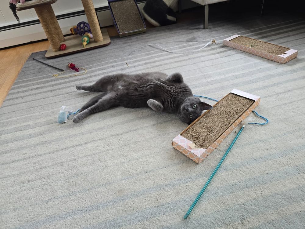 my standard grey american short hair cat echo, splayed across a multishaded blue rug with cat dancer toys and scratching pads strewn about him, in full-on caeser-reclined and belly-up cute pose, staring at the camera with catnip-glazed eyes. 
