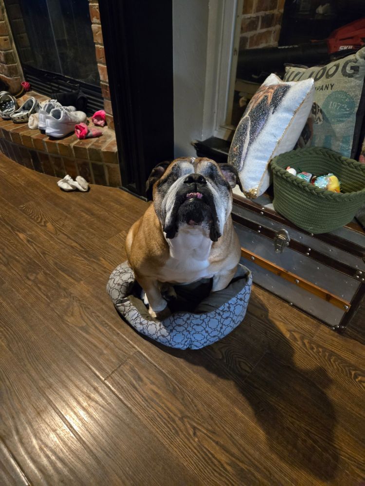 Large, blind bulldog in tiny dog bed