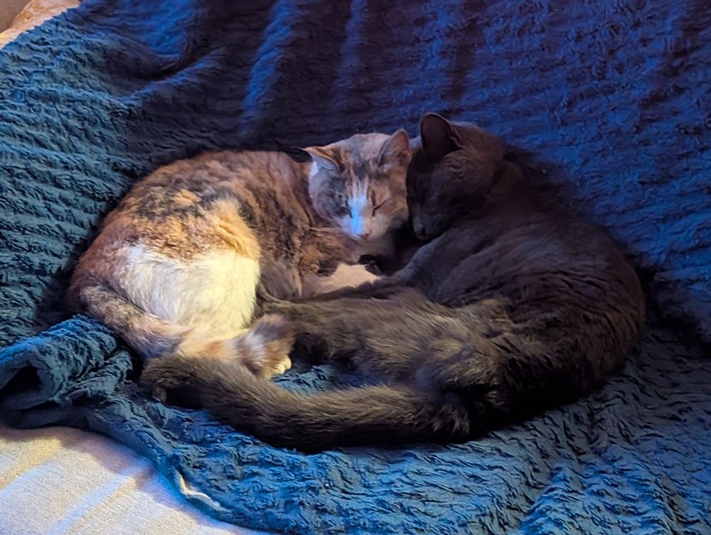 Two kitties (grey and calico) snuggling on a blue blanket. 