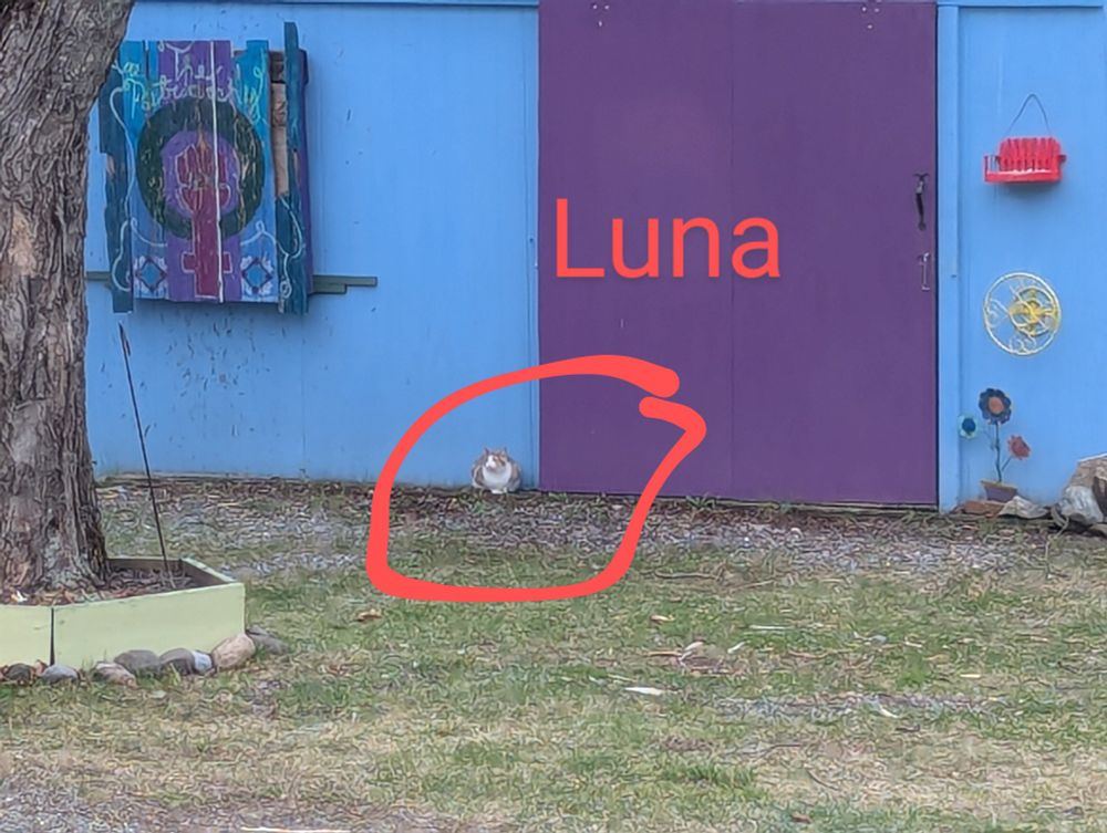 Picture of a calico cat in front of a purple and blue shed. Circled in red. Red text that says "Luna." 