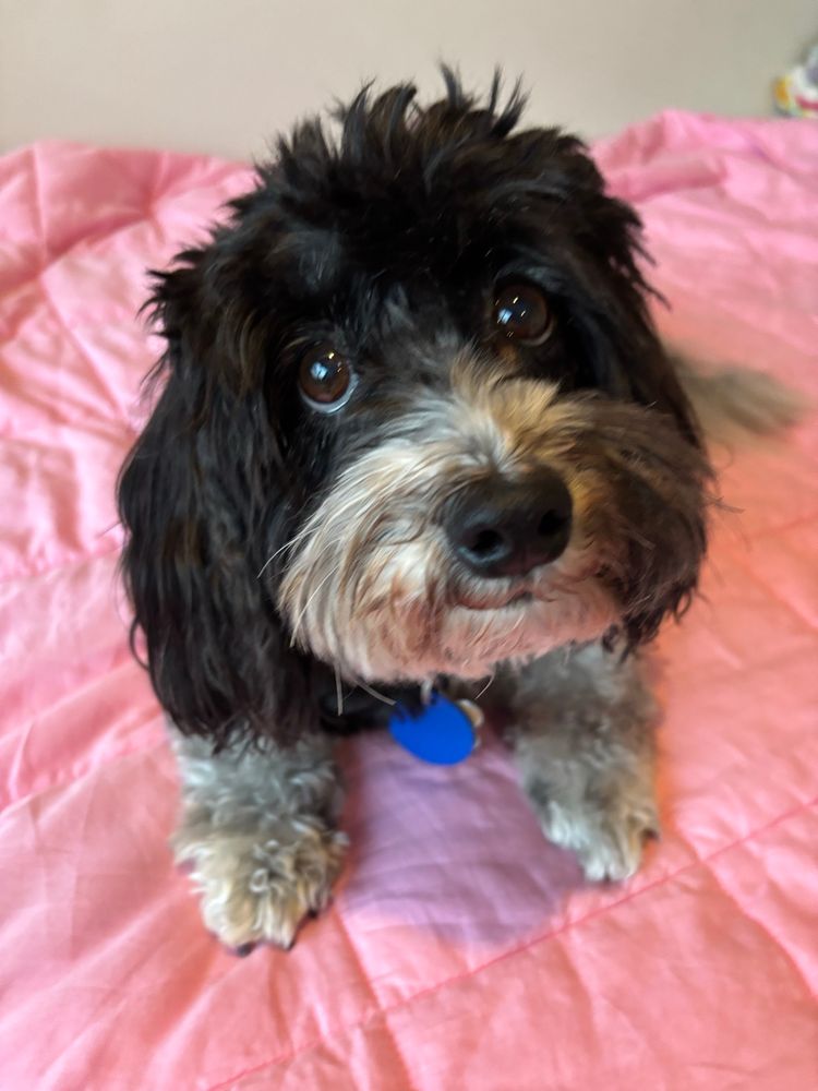 Very adorable small black and white fluffy dog on a pink blanket 