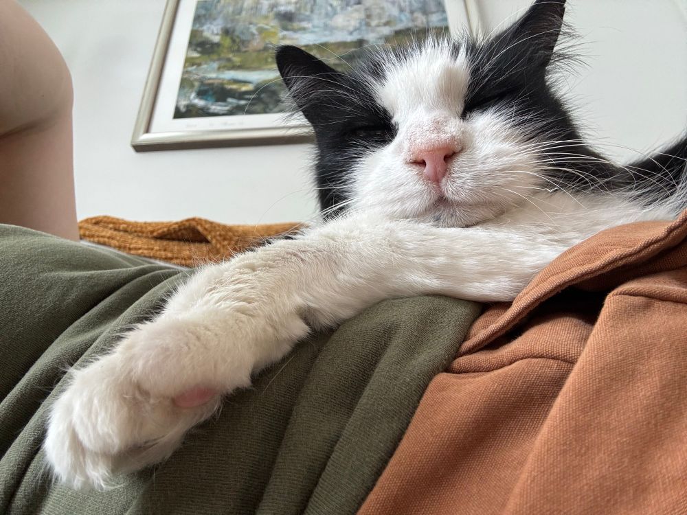 Photo of a black and white cat laying on it human and the cat’s paw is close the camera and you can see tufts of white all around the cute pink paw pads 