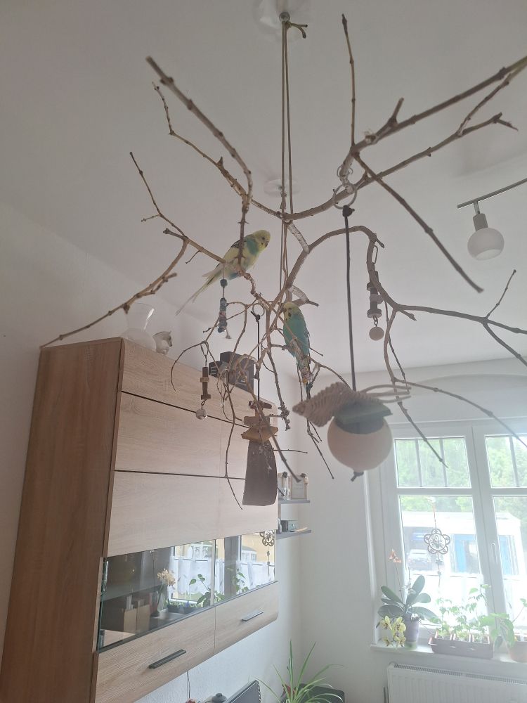 Zwei Wellensittiche auf einem Ast, der an unserer Decke im Wohnzimmer befestigt ist. Hedwig ist überwiegend gelb, am Kragen und Bauch türkis an der Oberseite der Flügel etwas schwarz und die langen Schwanzfedern weiß. Errol ist überwiegend türkis, am Kopf gelb und sein Rücken sowie Schwanzfedern schwarz. An dem großen Weidenast hängen Spielzeuge und Schaukeln aus Holz und getrockneten Bananenbaumblättern.
