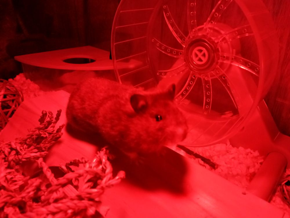 My first hamster named Marco, a syrian hamster and he's 4 months old!

