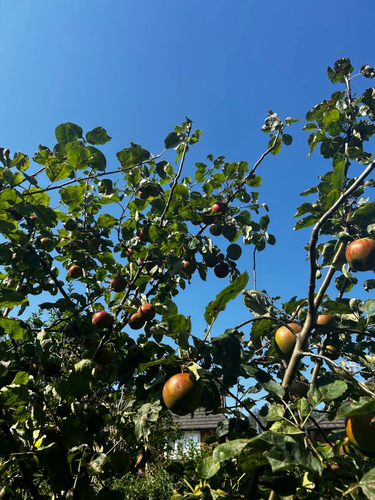 Apple tree full of ripe apples on a sunny day