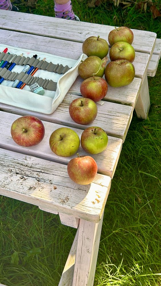 Freshly picked apples on a pink bench.