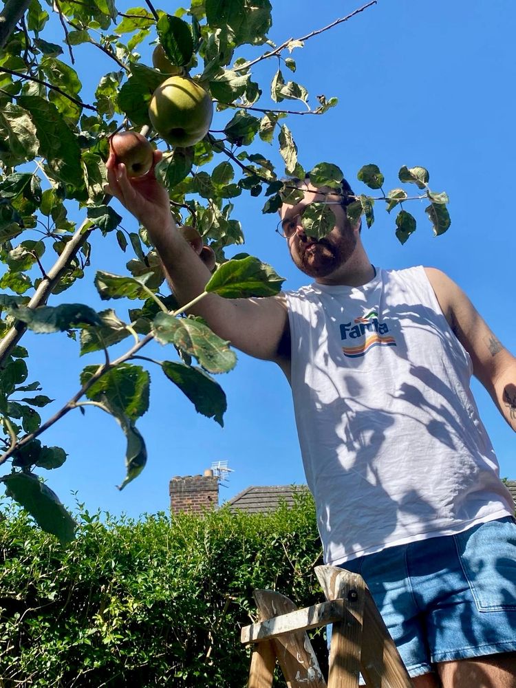 Aidan picking apples from a wooden ladder.