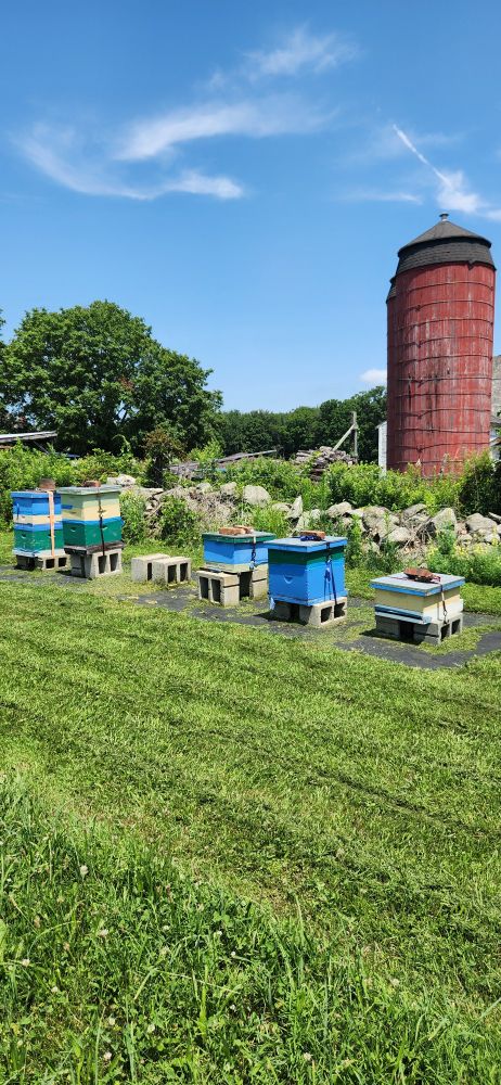 a line of langstroth bee hives in a field of freshly mown grass, in front of field stone wall and red silo

#beekeeping
#gardening
#honeybee
#farm