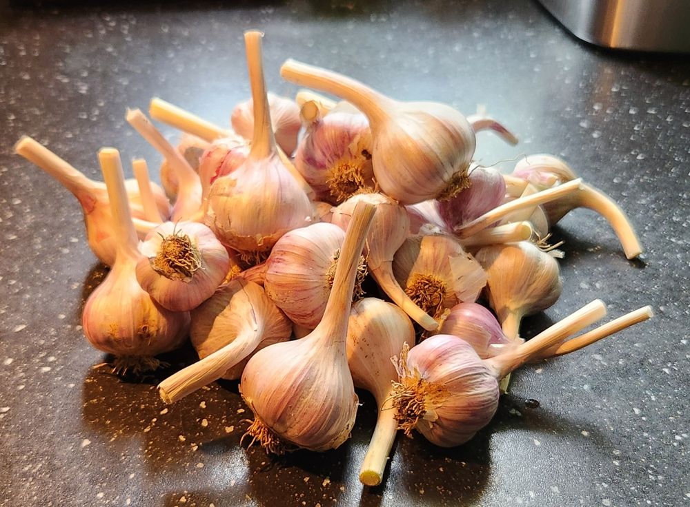 #gardening
#garlic
#homesteading