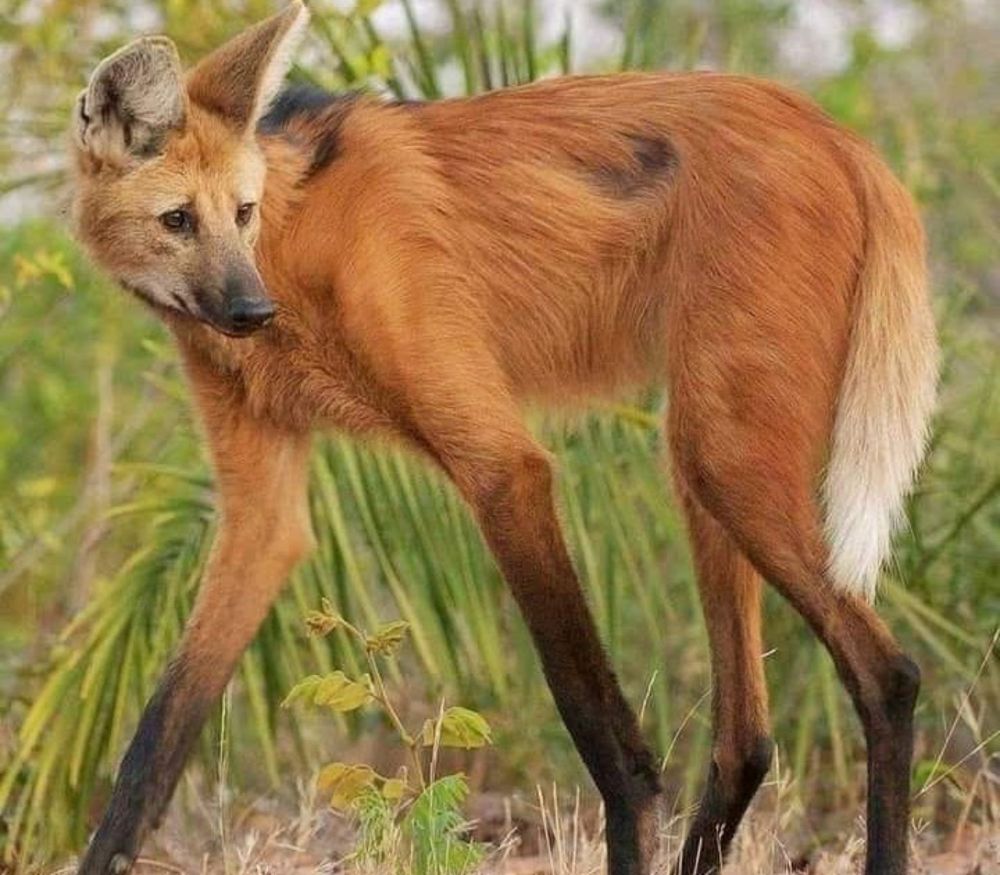 O Lobo-guará - Um animal típico do Cerrado