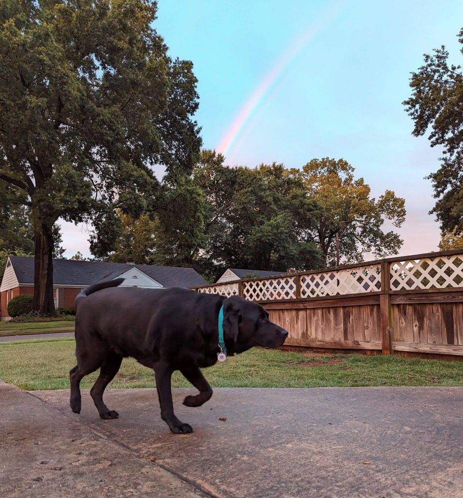 Dog walking past the end of a rainbow, unaware.