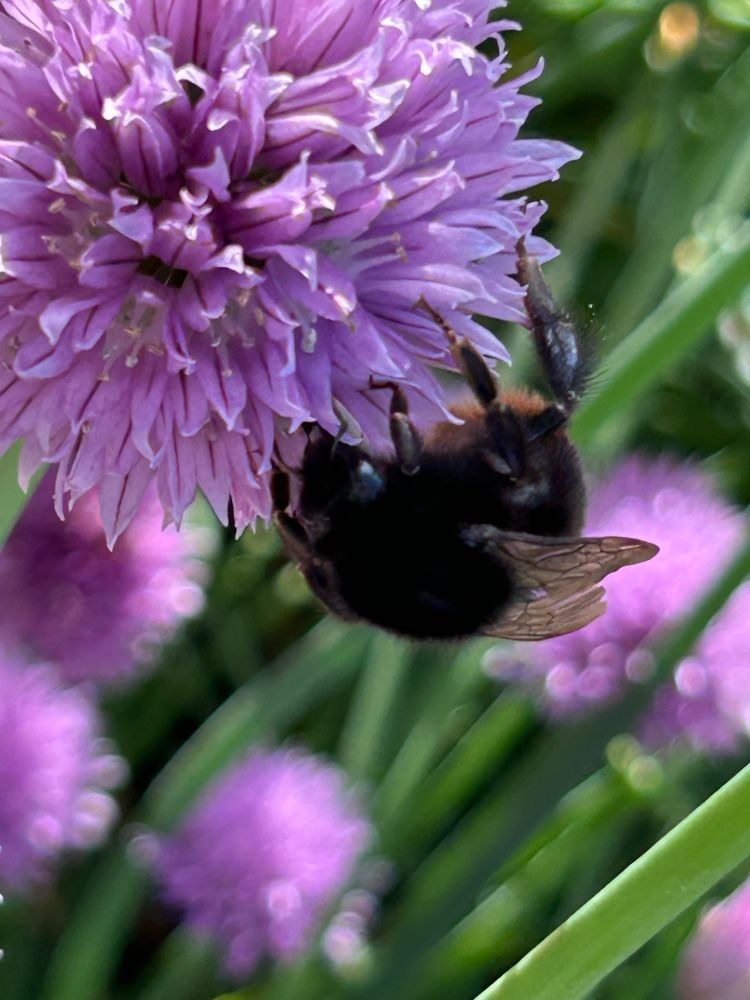 Bee on a purple flower