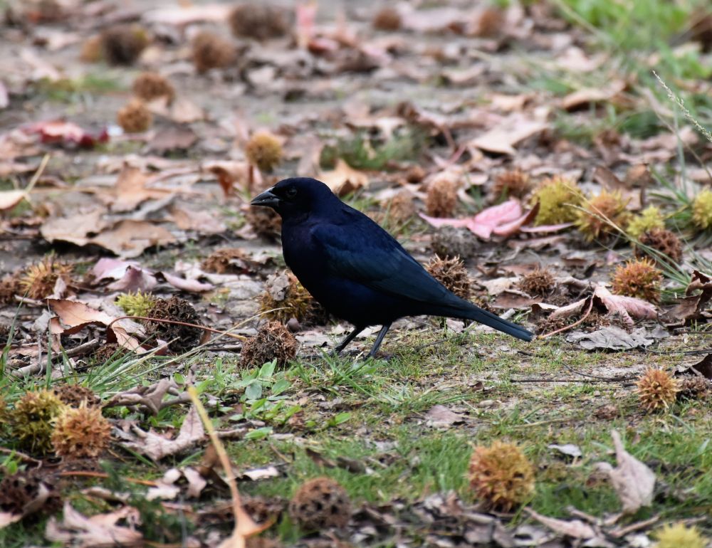 black bird raven argentina
