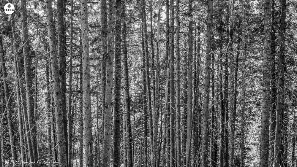 
This photograph captures a dense, vertical forest scene, dominated by the trunks of numerous, closely packed trees.

The perspective emphasizes the straight, columnar nature of the tree trunks, which stretch upward, mostly out of the frame. They appear to be relatively slender, suggesting they are either young trees or are growing in a very competitive environment, reaching for the light. Many of the trunks are somewhat bare in the lower sections, with foliage concentrated higher up, creating a feeling of being deep within the woods.

The lighting is bright, filtering down through the canopy, creating a dappled effect and highlighting the texture and color variations of the bark. There's a mix of green and brown tones, with the green of the sparse needles and undergrowth providing contrast to the muted browns and grays of the trunks. The overall impression is one of depth and density, characteristic of a coniferous or mixed forest.

It feels like a peaceful, somewhat shadowed, and immersive natural environment.