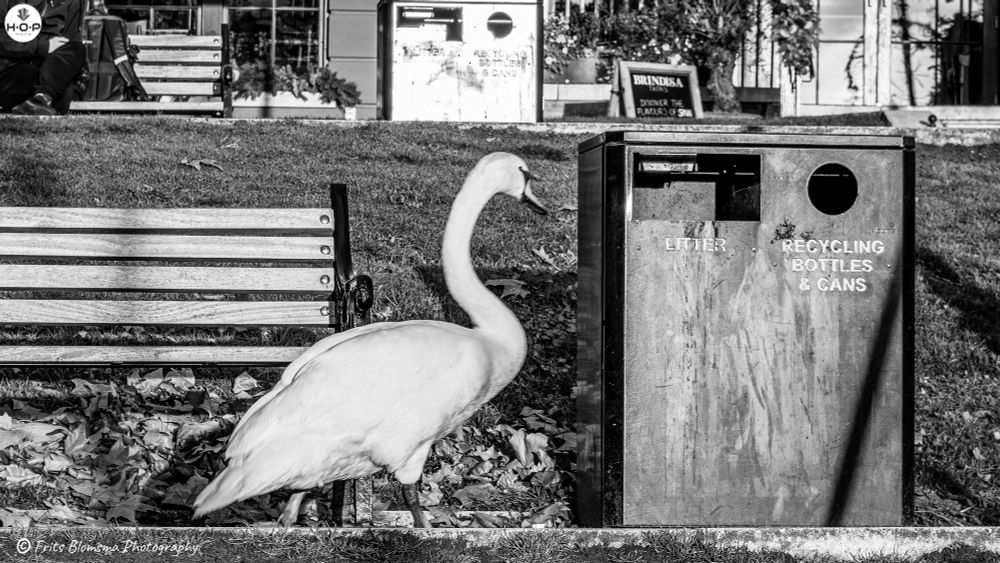 This photo captures a quietly humorous and charming moment in a park setting. Bathed in warm late-afternoon sunlight, a swan stands near a recycling and litter bin, seemingly inspecting it with curiosity. Its long neck arches gracefully forward as if it’s contemplating whether the bin holds anything of interest.

The scene is framed by autumn leaves scattered across the ground, a wooden bench to the left, and the soft green of the lawn behind. The lighting enhances the swan’s white feathers with a golden glow, giving the whole image a serene, almost storybook quality. In the background, shopfronts and decorations add a touch of everyday life, contrasting the elegance of the swan with the mundane functionality of the bin.