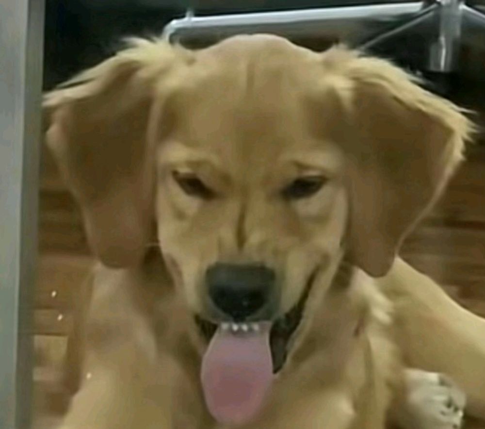 Dog making a freaked out face with his tounge out