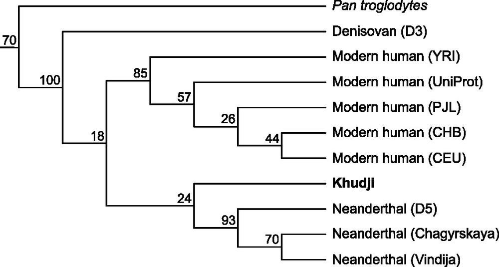 Phylogenetic tree showing that the Khudji individual falls among Neanderthals.