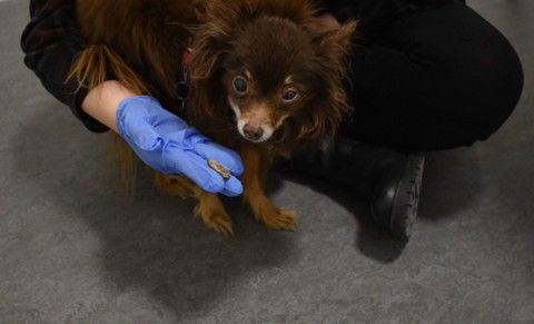 A small brown dog, looking a bit wonky, posing next to a gloved hand holding a bone fragment. Don't worry, the dog was fine, he just generally looked a bit wonky at the age of 15! Photo credit: Ragnheiður Diljá Ásmundsdóttir